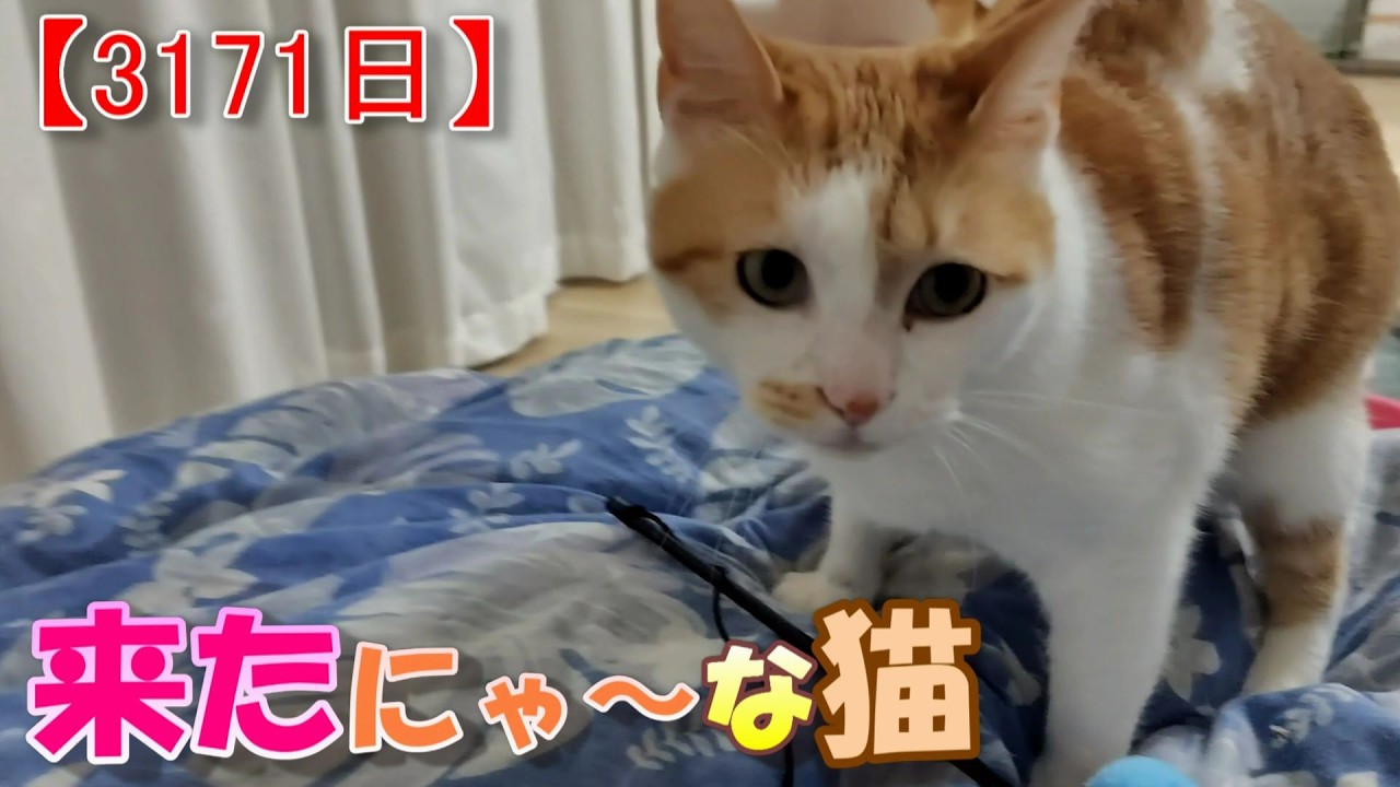 ねこ。 YouTube