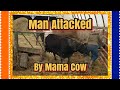 Man attacked by cow - Farmlife Vogelville USA