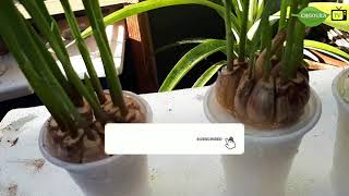 زراعة الثوم في الماء بالبيتEasy method  growing/ garlic in water at home