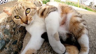 モフられたいのに素直になれず猫パンチをしてくるキジシロ猫