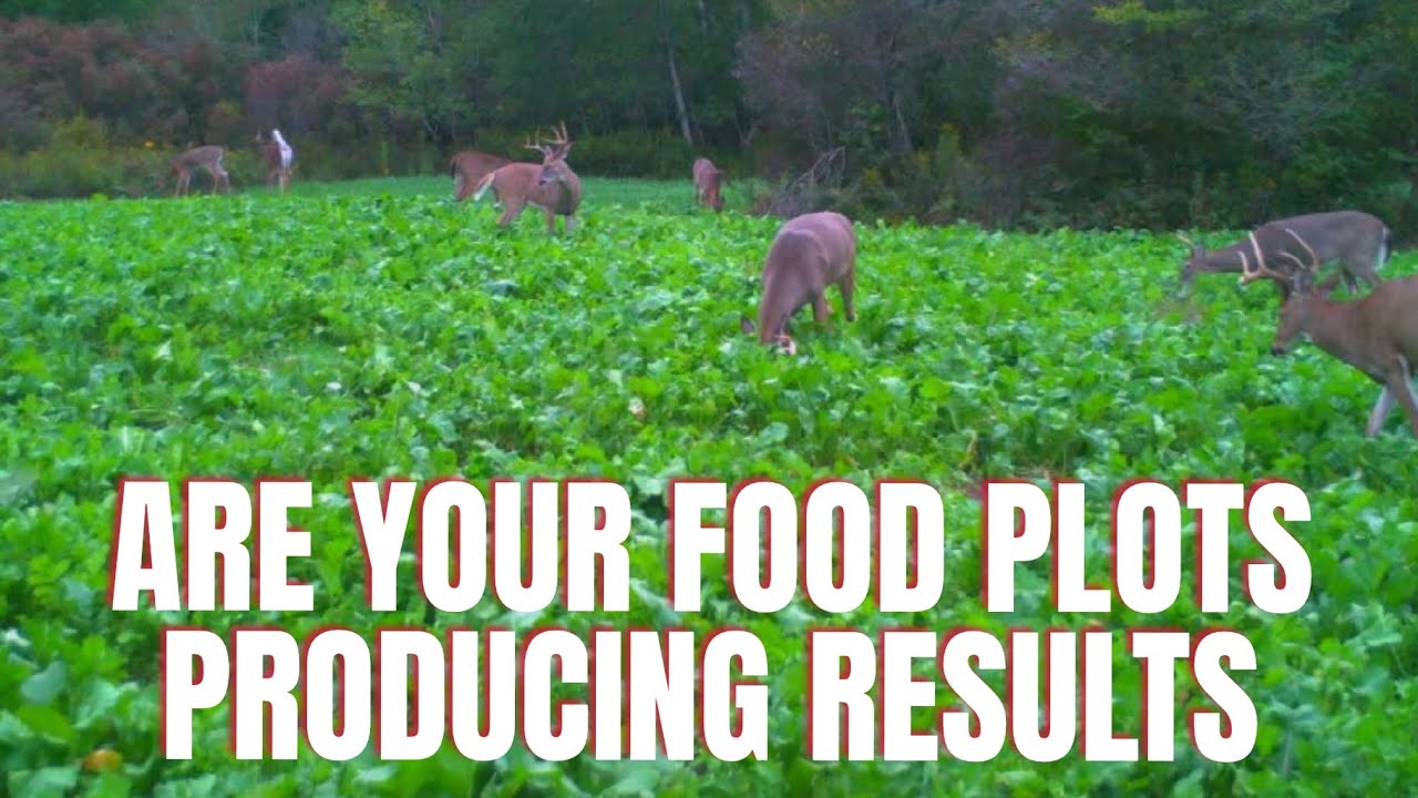 ВАЖНАЯ ПРОВЕРКА ПИЩЕВОГО УЧАСТКА!