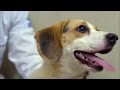 Cloning Processes and Techniques
