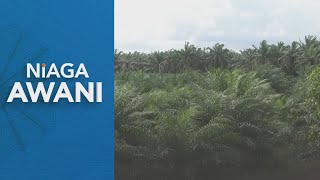 Harga minyak sawit melonjak hampir 4%