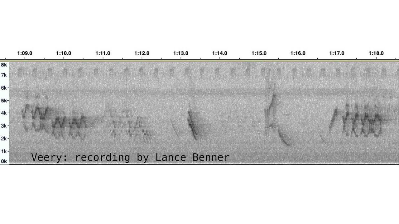Bird Sound Recording part 2 with Lance Benner YouTube