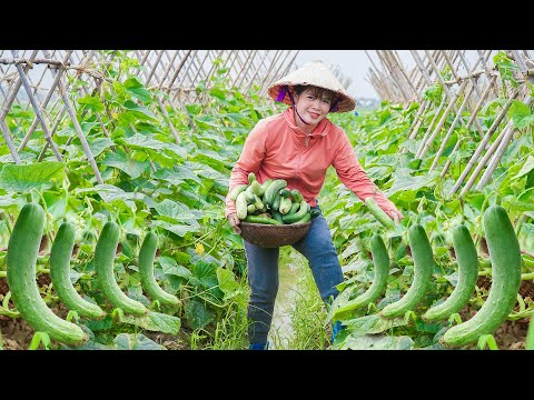 Harvest 30kg of Main Season Cucumber - Take It To Upland Market To Sell | Free New Life