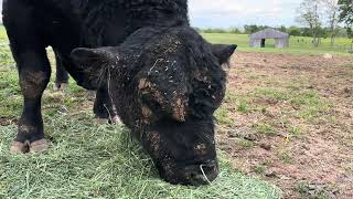 Harvestor of Brookhill eating his afternoon alfalfa treat.