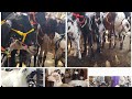 Peresandra Sheep and goats market Bakrid special sheep and goats