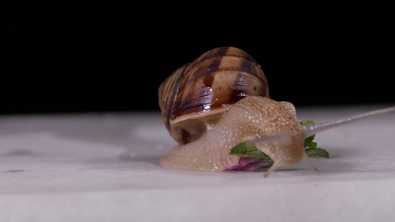 HuckleBerry Smokewagon (Music Video)