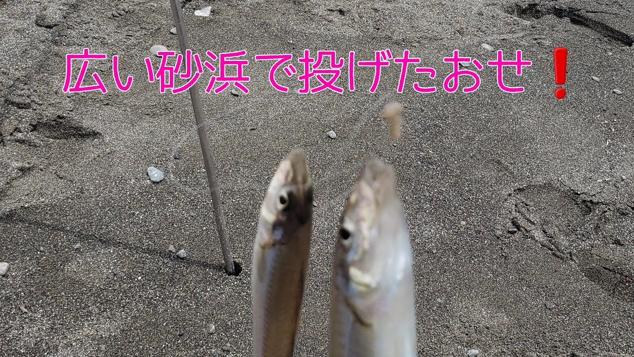 【西湘海岸】シロギス釣り　５月２５日