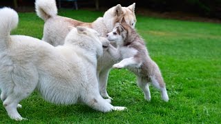 8 week old husky puppy playing with his brother & mum