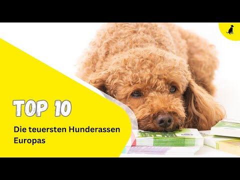 Video: Die 5 teuersten Städte, die einen Hund haben