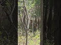 #Deer