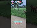 devrait identifier banc la Seine balle maison 1 maison 2 larbre escalier GUN 29 malinois partie 1