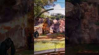 Big things are ahead for our gorilla troop! 🦍