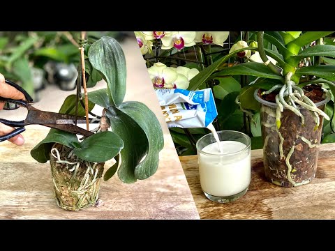 Video Thủ Thuật Trẻ Hoá Phong Lan Suy Yếu Và Tách Cây Nhỏ Để... - youtube