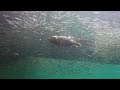 Muskrats Underwater - Hunting, Swimming &amp; Foraging