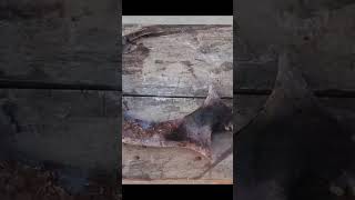 Hand forget Damascus Sickle out of rusted bearing #technology #amazing #mechanic #world