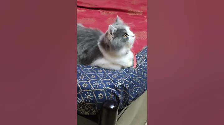 Video 10732651: kittens persian cat tabby, persian cat burmese, gray tabby cat, persian cat house, cat kitten cute pets