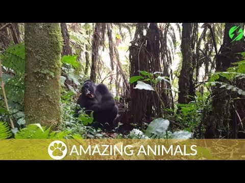 Intense Stare Down With Wild Gorillas - This wildlife photographer had a really lucky escAPE after he came within inches of a huge mountain gorilla and its sibling, resulting in an intense stare-down.