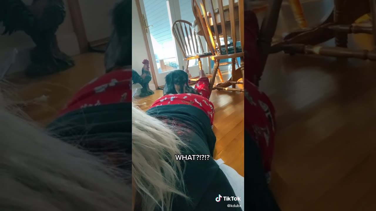 Girl farts on Dog face. (dog shocked) YouTube