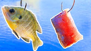 Catfish Bait - Is Live Bait Better Than Cut Bait?