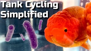 How to quickly cycle an aquarium - the nitrogen cycle within your tank