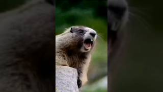 Khanki Magi shorts comedy funny