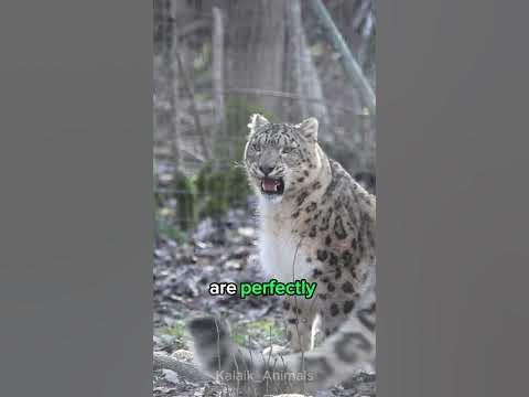 Where Do Snow Leopards Hide? #shorts - YouTube
