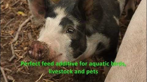 Autolyzed Feed Additive