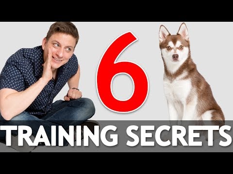 6 Dog Training Secrets in 5 Minutes!