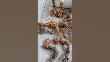 1 ký sâm chất lượng mời các bác làm quà biếu hay tẩm bổ zalo 0377965679 e Nguyệt nhé