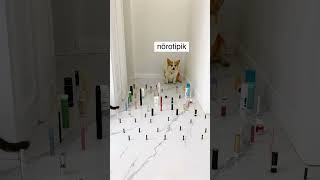 ADHD ≠ Naughty | Here’s the Truth 🧠 #adhd #cat