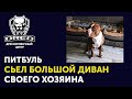 История как Питбуль съел пол квартиры | Что владелец сделал собаке за съеденный диван