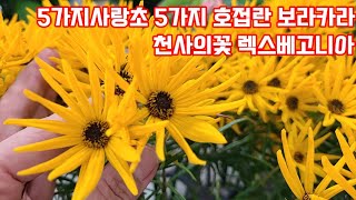 천사의꽃 사랑초 장미 호접란 목베고니아 향백합 나리 카라 베란다정원 야생화키우기