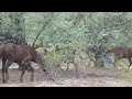 Mirabelle the Happy Running Salt River Wild Horse Foal - Mark Storto Nature Clips