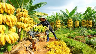 Harvest Bananas Go To The Market To Sell – Cooking – Gardening – Animal Farming| Tieu Lien Harvest