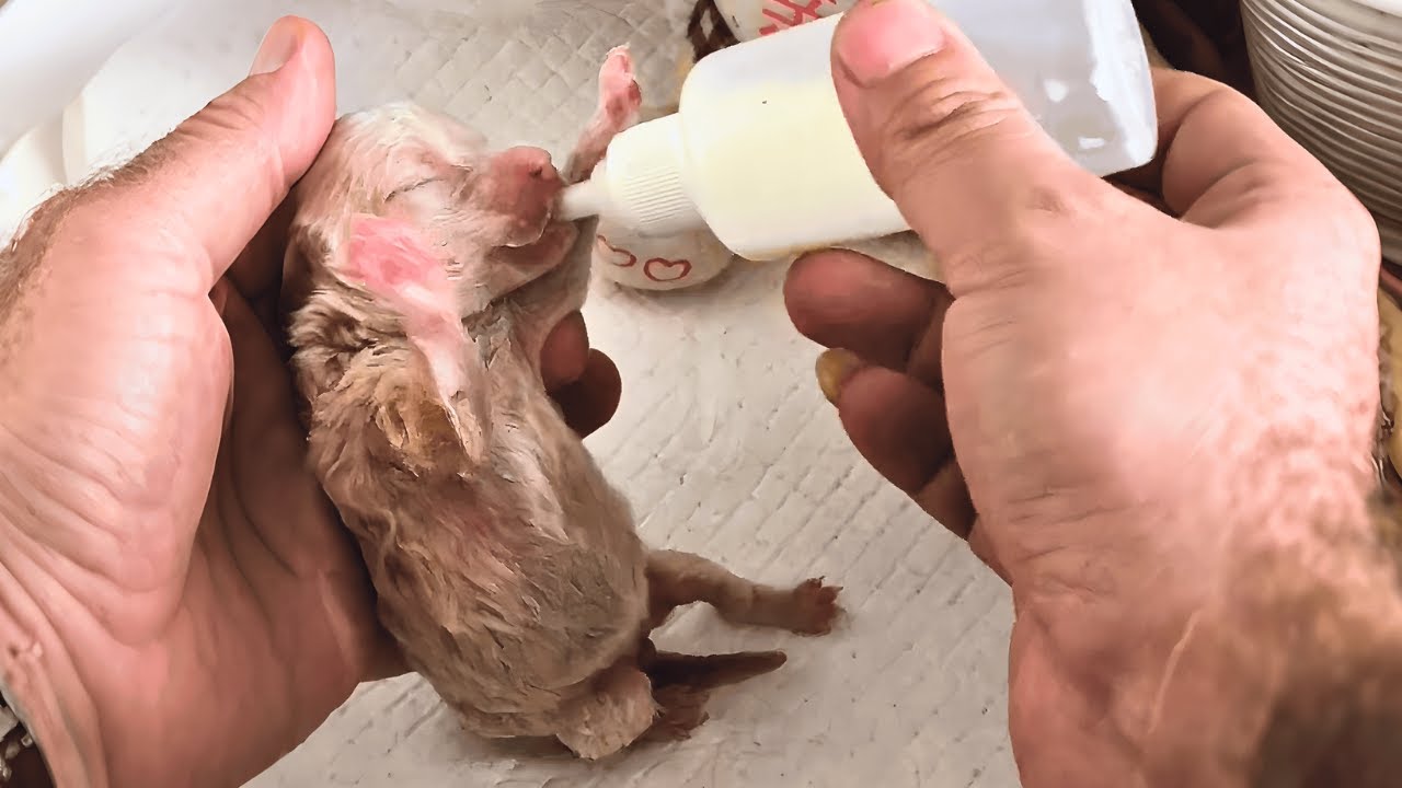 Брошенный новорождённый щенок чуть не замёрз — теперь он сердце нашей семьи!