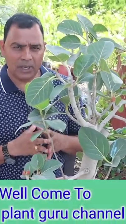 How to Make a Bonsai Tree