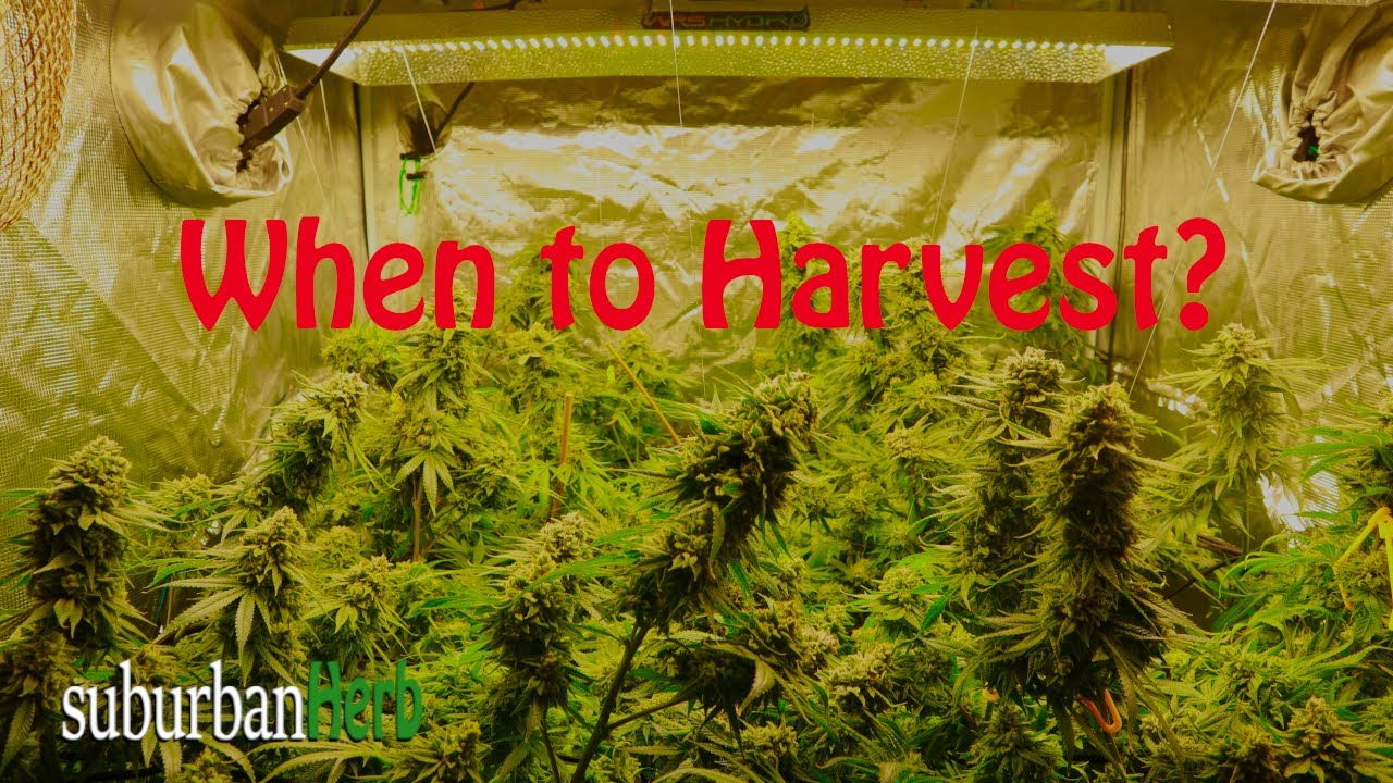 When to Harvest? Final week of flower. Gorilla Glue #4. Should you flush? Ask Blitz Anything