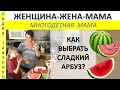 Как выбрать сладкий арбуз? Женщина-Жена-Мама Лидия Савченко