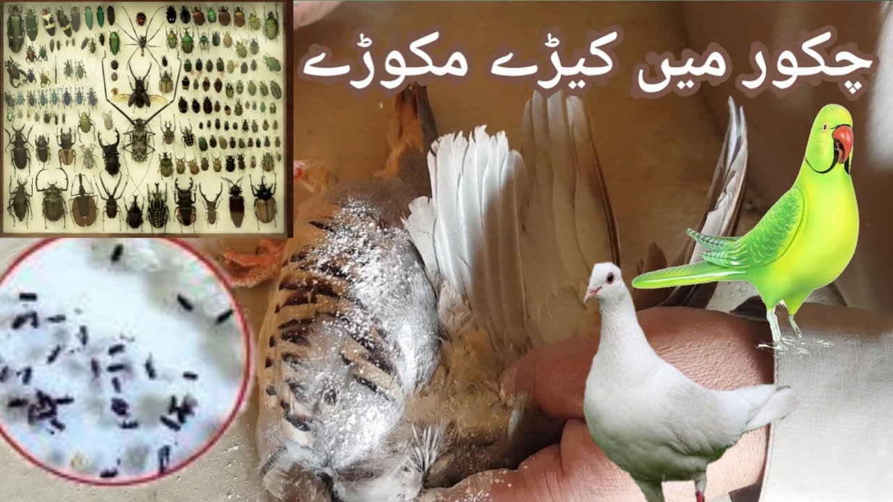 Keeray Chakor mein keeray makoray - YouTube