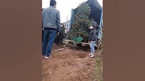 Quất Cảnh Tết 2022 Call 0983.612.555 Xuất Cây Cho Khách 12AL