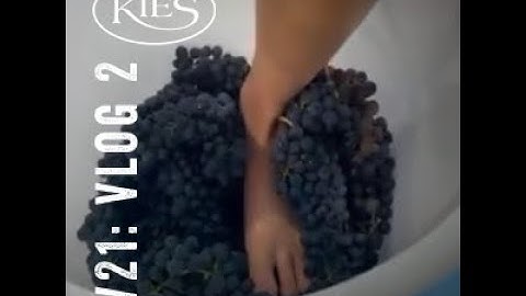 VLOG 2: Grape sampling and Baumé Testing