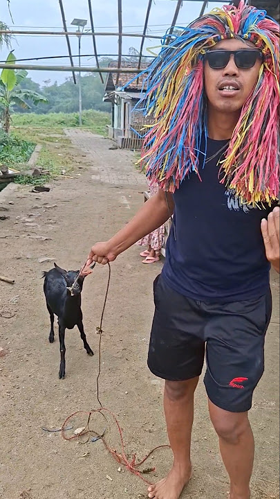kambing nya mau di bawa #trendingshorts  #shorts #kambing