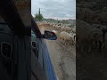 бараны на дорогах Дагестана