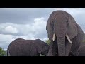 “Have you ever seen this many elephants together? 😍” In the Serengeti Don’t forget to subscribe ❤️