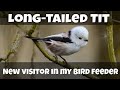 Long-Tailed Tit in my bird feeder :)