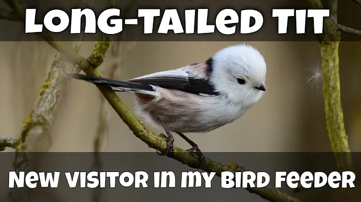 Long-Tailed Tit in my bird feeder :) - DayDayNews