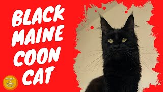 Black Maine Coon Cat