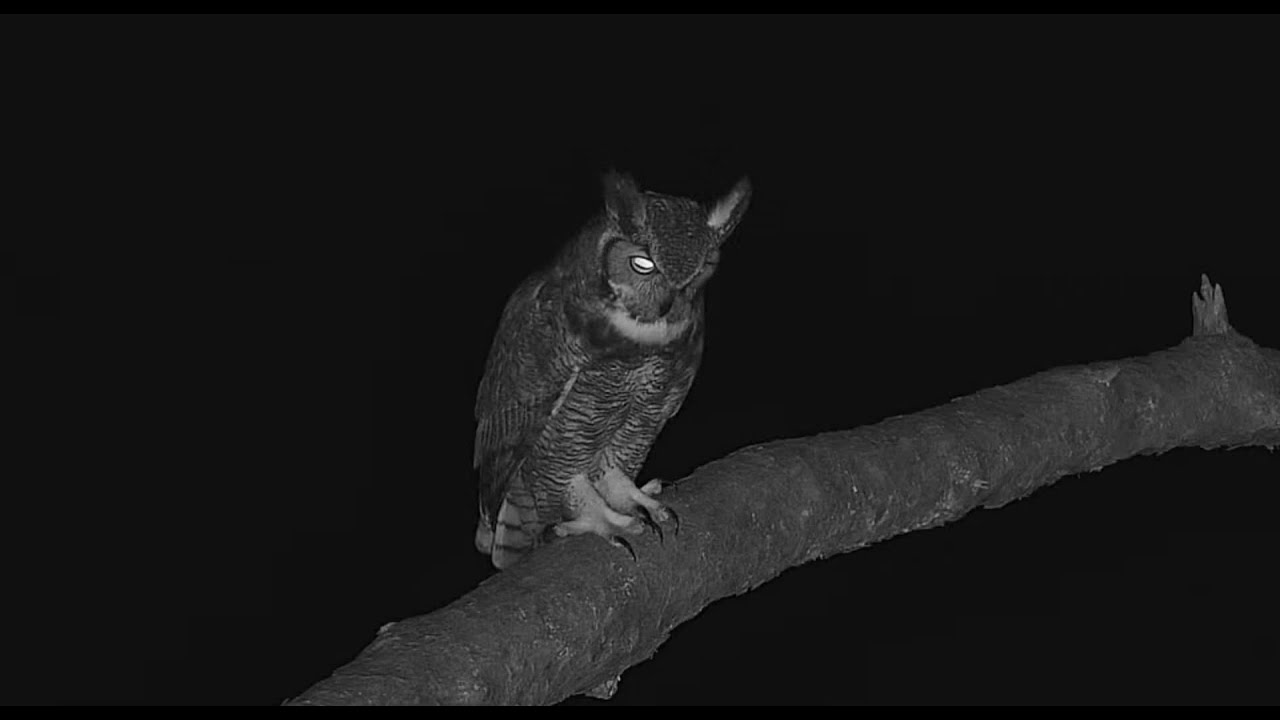 Great Horned Owl visits fairway branch 21 48 15 10 23 21 YouTube